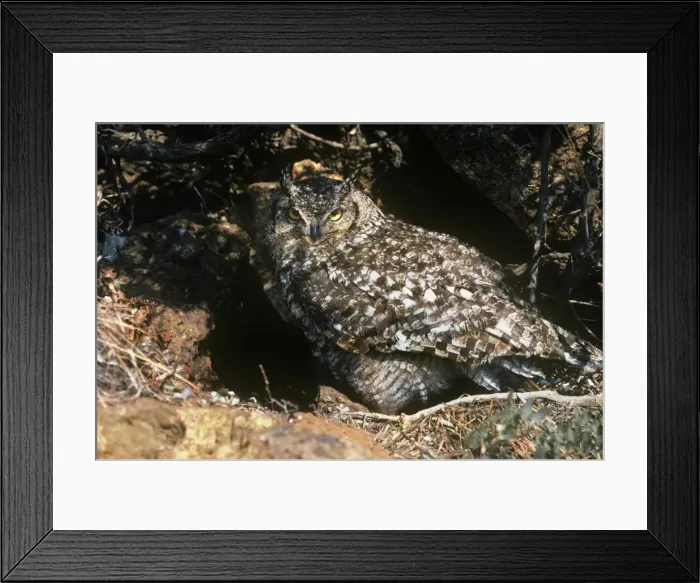 Framed Print : Spotted Eagle Owl - shading chicks