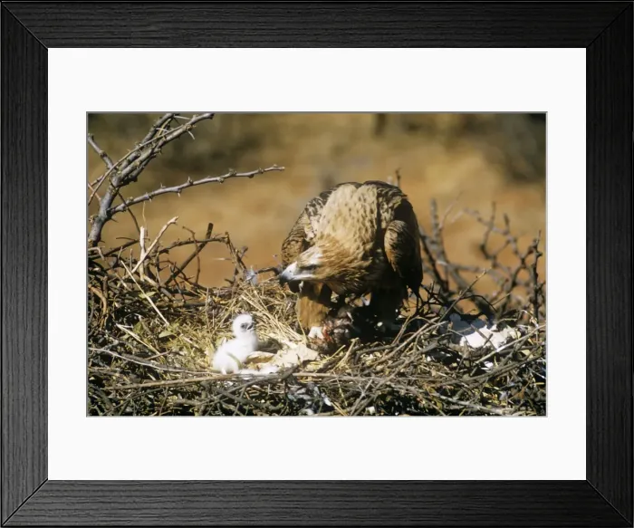 Framed Print : Tawny Eagle - with chick at nest South Africa Framed Print : Tawny Eagle - with chick at nest South Africa