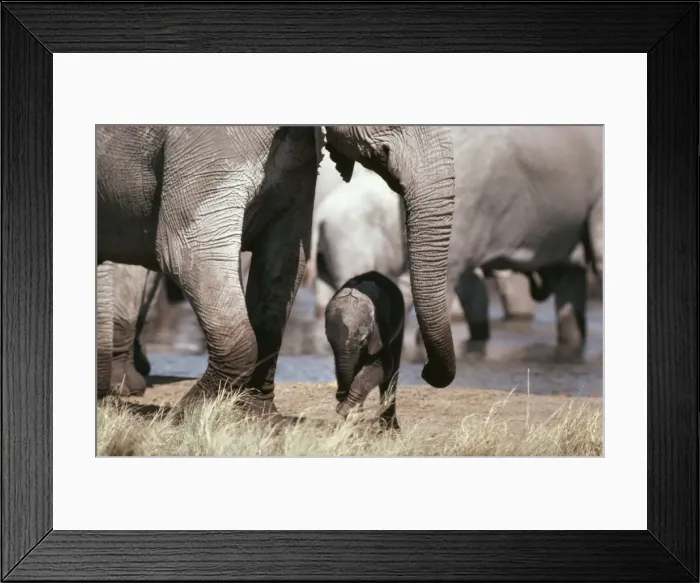 Framed Print : African Elephant CH 4369 Parent and Baby, etosha National Park Namibia Loxodonta africana © Clem Haagner / ARDEA LONDON Framed Print : African Elephant CH 4369 Parent and Baby, etosha National Park Namibia Loxodonta africana © Clem Haagner / ARDEA LONDON