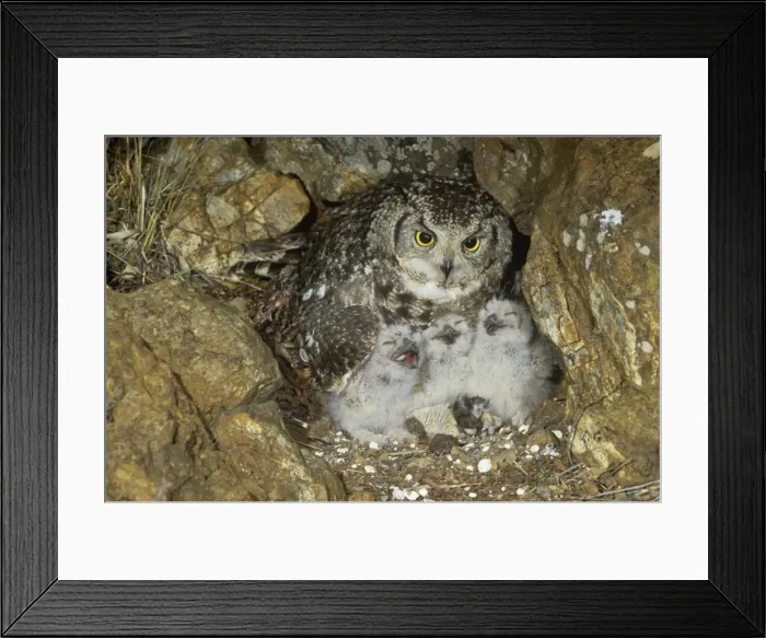Framed Print : Spotted Eagle Owl - with chicks at nest Framed Print : Spotted Eagle Owl - with chicks at nest