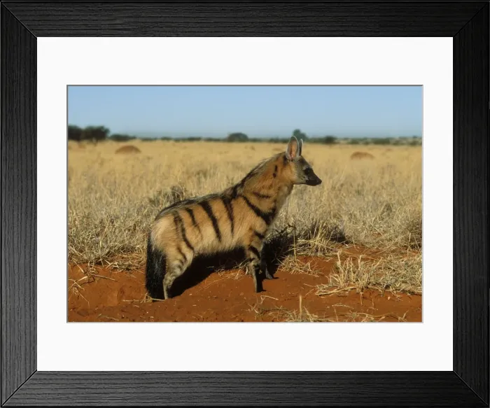 Framed Print : Aardwolf Side view, South Africa Framed Print : Aardwolf Side view, South Africa