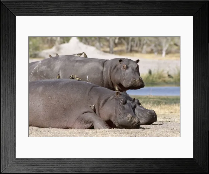 Framed Print : Hippos CH 4759 x 2 with Oxpeckers. Okavango Swamps, Botswana. © Clam Haagner / ARDEA LONDON Framed Print : Hippos CH 4759 x 2 with Oxpeckers. Okavango Swamps, Botswana. © Clam Haagner / ARDEA LONDON