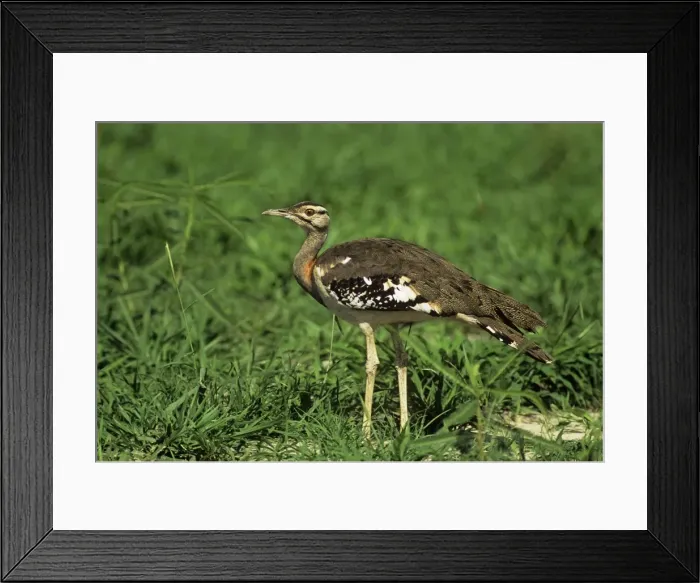 Framed Print : Stanley's  /  Denham's Bustard