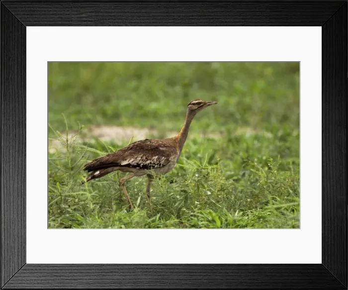 Framed Print : Stanley's / Denham's Bustard South Africa Framed Print : Stanley's / Denham's Bustard South Africa
