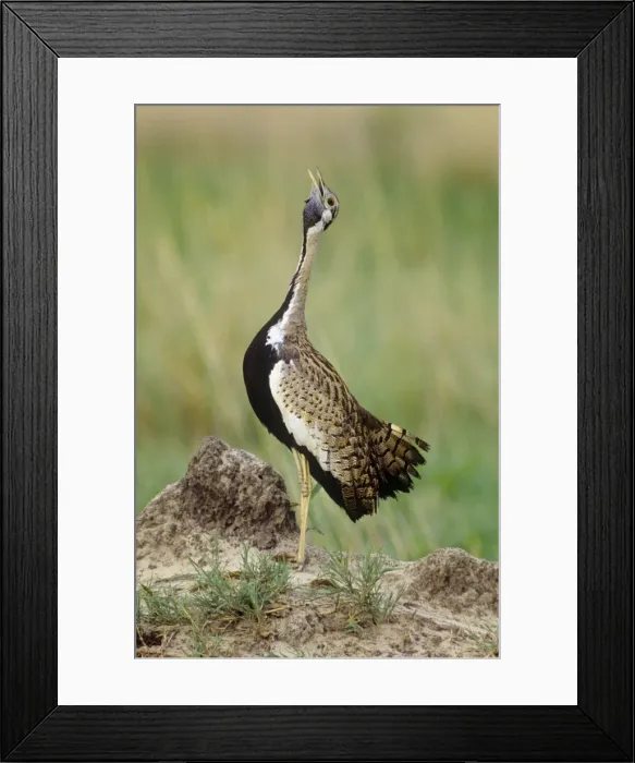 Framed Print : Black-bellied Bustard - Male, calling. South Africa Framed Print : Black-bellied Bustard - Male, calling. South Africa