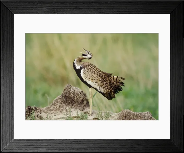 Framed Print : Black-bellied Bustard South Africa Framed Print : Black-bellied Bustard South Africa