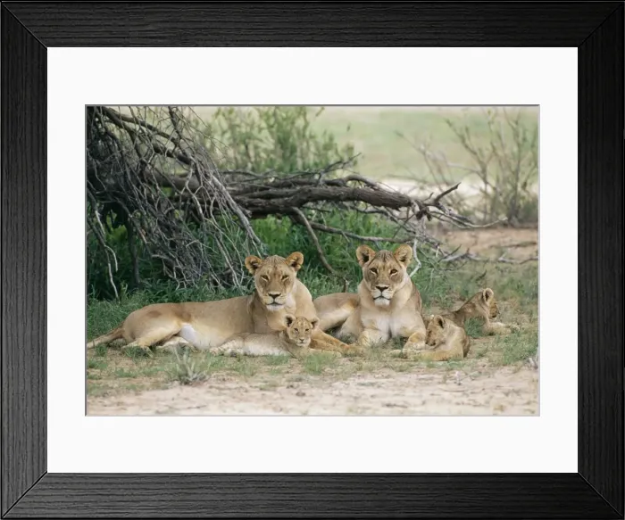 Framed Print : Lioness CH 4848 With cubs. Kalahari Gemsbok park South Africa. Panthera leo © Clem Haagner / ARDEA LONDON Framed Print : Lioness CH 4848 With cubs. Kalahari Gemsbok park South Africa. Panthera leo © Clem Haagner / ARDEA LONDON