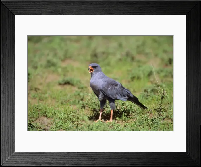 Framed Print : Dark Chanting Goshawk - juvenile calling Serengeti, Tanzania, Africa Framed Print : Dark Chanting Goshawk - juvenile calling Serengeti, Tanzania, Africa