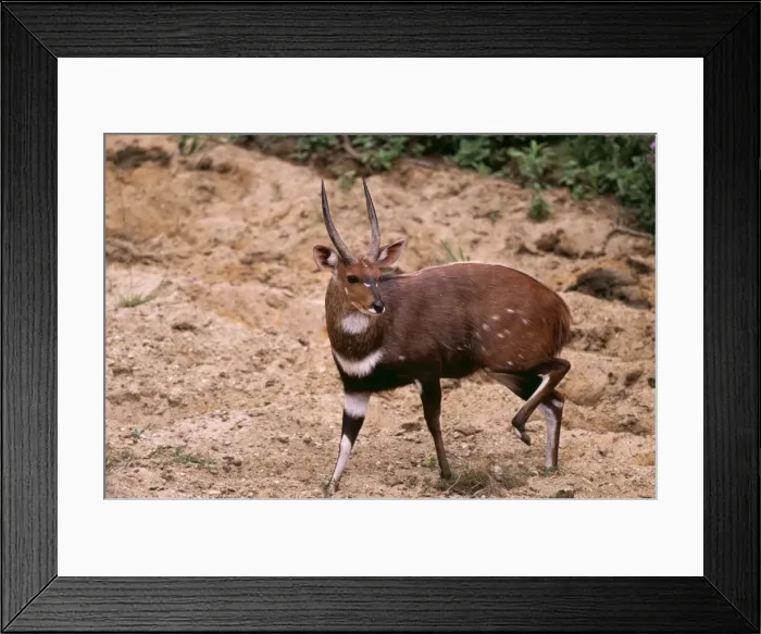 Framed Print : Bushbuck Ram CH 5860 Kruger park, South Africa Tragalaphus scriptus © Clem Haagner / ARDEA LONDON Framed Print : Bushbuck Ram CH 5860 Kruger park, South Africa Tragalaphus scriptus © Clem Haagner / ARDEA LONDON