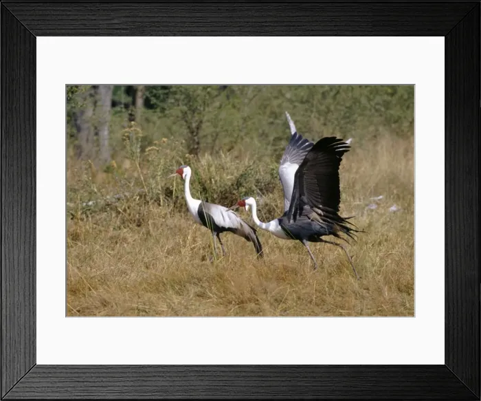 Framed Print : Wattled Crane - courtship display Okavango, Botswana, Africa Framed Print : Wattled Crane - courtship display Okavango, Botswana, Africa