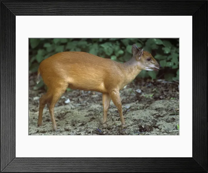 Framed Print : Natal / Red Duiker Framed Print : Natal / Red Duiker