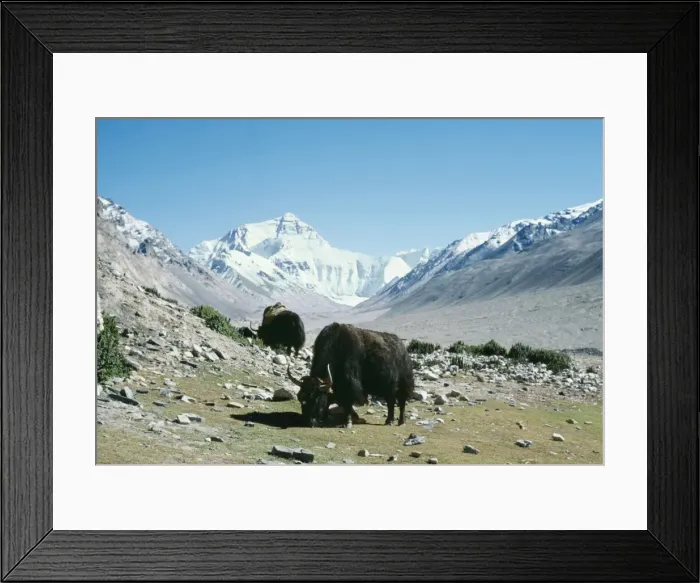 Framed Print : Yaks CHM 1304 Camp at Everest base, Mt Qomolangna Tibet. Bos grunniens © Charles McDougal  /  ARDEA LONDON