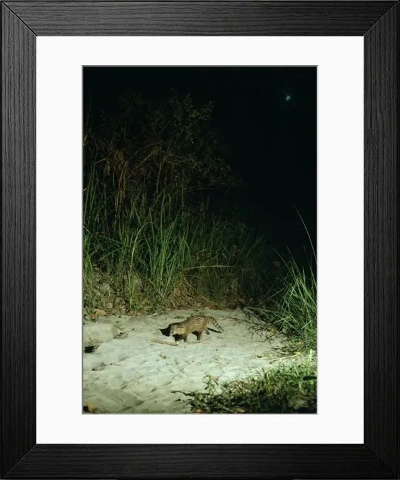 Framed Print : Small Indian Civet / Rasse / Lesser Indian Civet - at night - Nepal Framed Print : Small Indian Civet / Rasse / Lesser Indian Civet - at night - Nepal