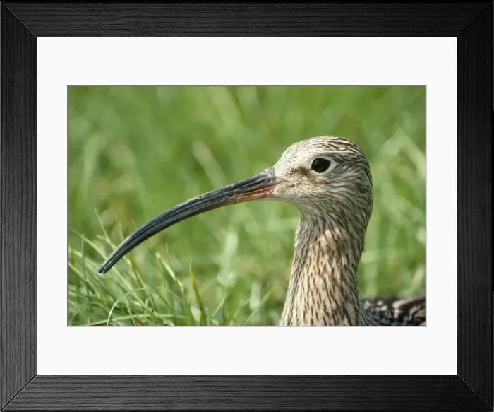 Framed Print : Curlew. CK-1009. CURLEW - close-up of head and beak Framed Print : Curlew. CK-1009. CURLEW - close-up of head and beak