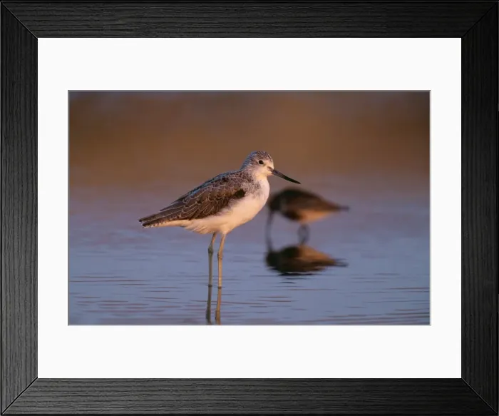 Framed Print : Greenshank CK 1274 Tringa nebularia © Chris Knights / ARDEA LONDON Framed Print : Greenshank CK 1274 Tringa nebularia © Chris Knights / ARDEA LONDON