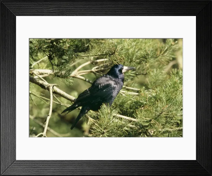 Framed Print : Rook CK 1345 Corvus frugilegus © Chris Knights / ARDEA LONDON Framed Print : Rook CK 1345 Corvus frugilegus © Chris Knights / ARDEA LONDON
