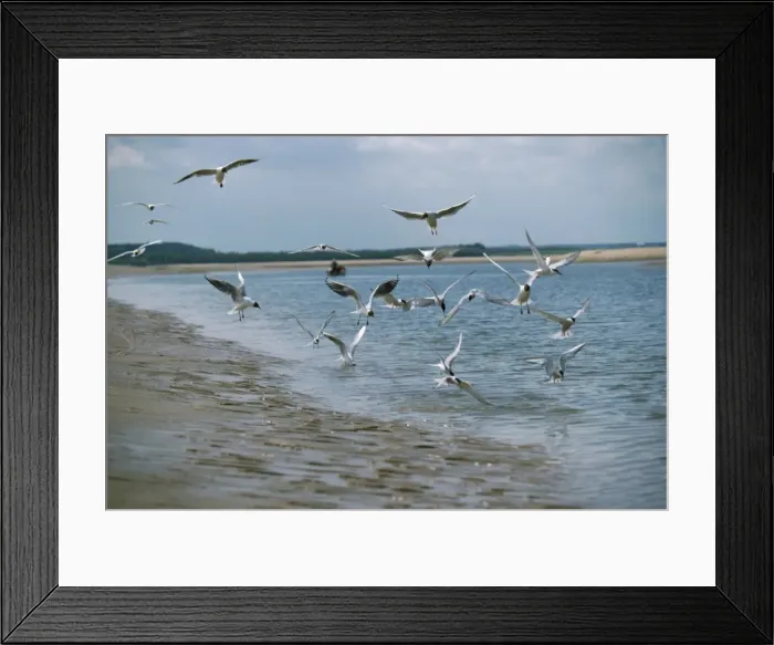 Framed Print : Black-headed Gulls - in flight over water & beach Framed Print : Black-headed Gulls - in flight over water & beach