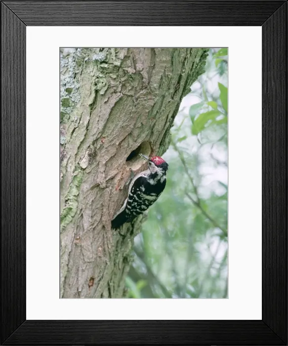 Framed Print : Lesser Spotted Woodpecker CK 1520 At nest in tree trunk Dendrocopos minor © Chris Knights / ARDEA LONDON Framed Print : Lesser Spotted Woodpecker CK 1520 At nest in tree trunk Dendrocopos minor © Chris Knights / ARDEA LONDON