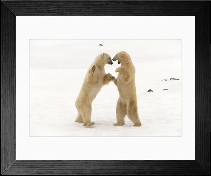Framed Print : Polar Bear Framed Print : Polar Bear