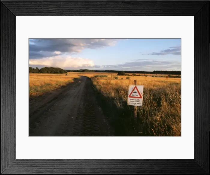 Framed Print : Stone Curlew CK 1967 Burhinus oedicnemus - Conservation notice © Chris Knights ARDEA LONDON Framed Print : Stone Curlew CK 1967 Burhinus oedicnemus - Conservation notice © Chris Knights ARDEA LONDON