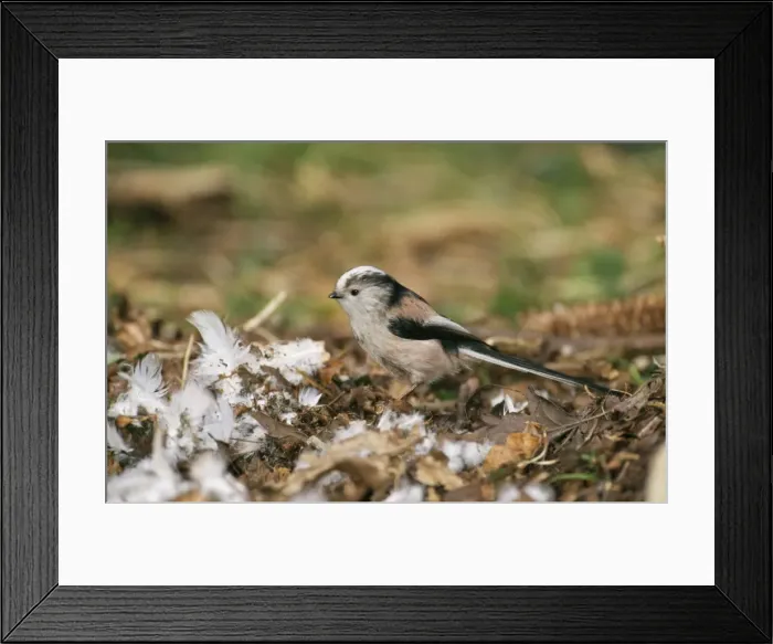 Framed Print : Long Tailed Tit CK 1987 Collecting nesting material Aegithalos cauclatus © Chris Knights / ARDEA LONDON Framed Print : Long Tailed Tit CK 1987 Collecting nesting material Aegithalos cauclatus © Chris Knights / ARDEA LONDON