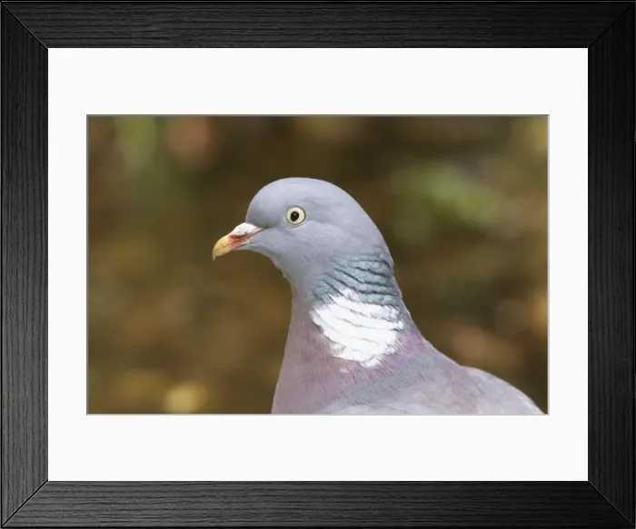 Framed Print : Wood Pigeon CK 1988 Columba palumbus © Chris knights / ARDEA LONDON Framed Print : Wood Pigeon CK 1988 Columba palumbus © Chris knights / ARDEA LONDON
