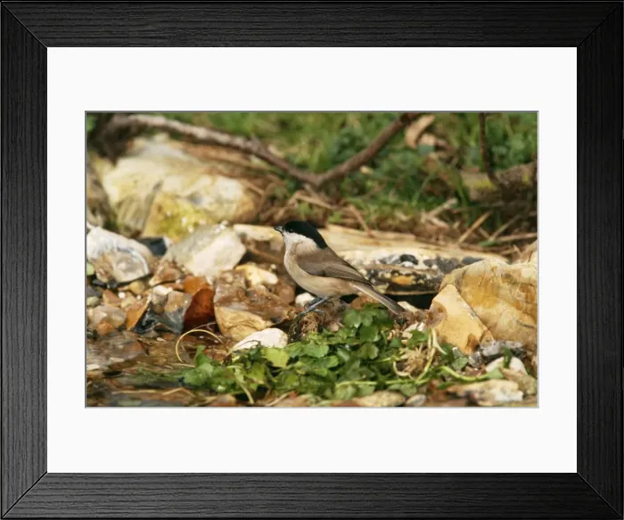 Framed Print : Blackcap CK 2046 Sylvia atricapilla © Chris Knights / ARDEA LONDON Framed Print : Blackcap CK 2046 Sylvia atricapilla © Chris Knights / ARDEA LONDON