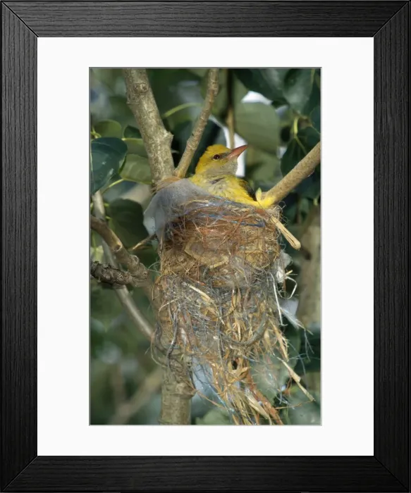 Framed Print : Golden Oriole - at nest