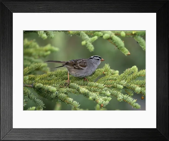 Framed Print : White Crowned Sparrow CK 2182 Zonotrichia leucophrys © Chris Knights / ARDEA LONDON Framed Print : White Crowned Sparrow CK 2182 Zonotrichia leucophrys © Chris Knights / ARDEA LONDON