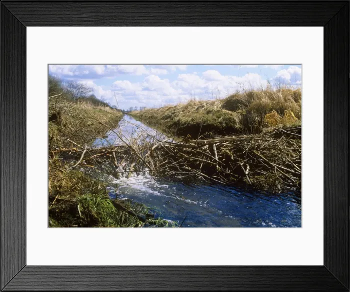 Framed Print : Beaver Dam Poland Framed Print : Beaver Dam Poland