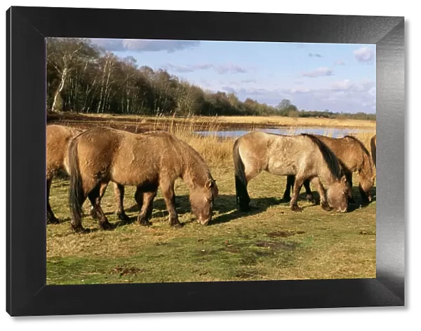 Tarpan CK 2319 Wild Horses. Redgrave & Lopham Fen National reserve, Suffolk UK. © Chris Knights  /  ARDEA LONDON