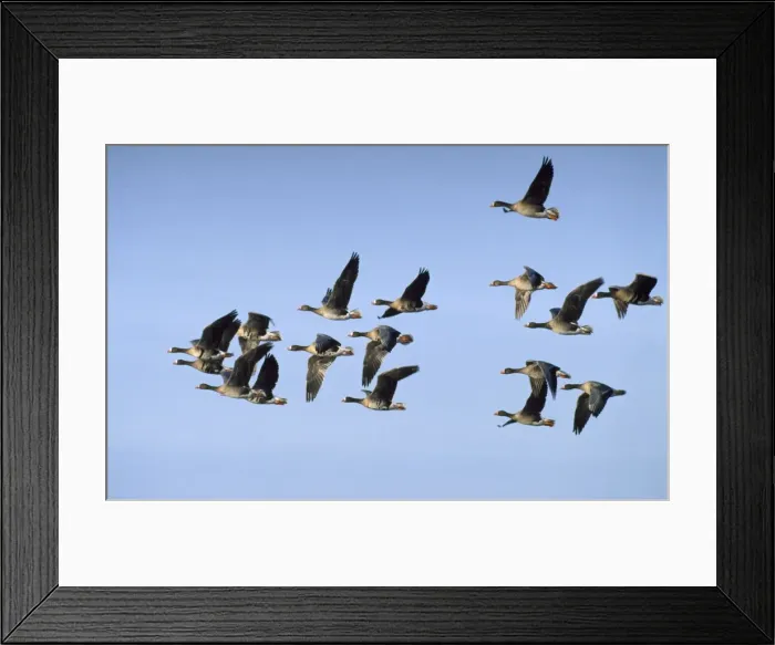 Framed Print : White-fronted Goose - flock in flight Framed Print : White-fronted Goose - flock in flight
