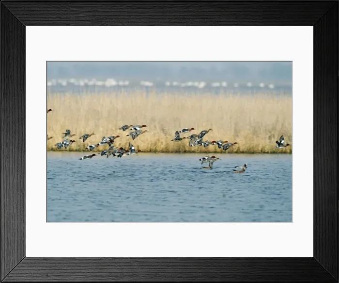 Framed Print : Wigeon Ducks CK 2540 Flock in flight over water Anas penelope © Chris Knights  /  ARDEA LONDON