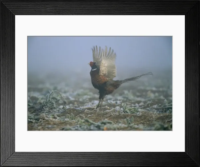 Framed Print : Pheasant CK 2592 Phasianus colchicus © Chris Knights / ARDEA LONDON Framed Print : Pheasant CK 2592 Phasianus colchicus © Chris Knights / ARDEA LONDON