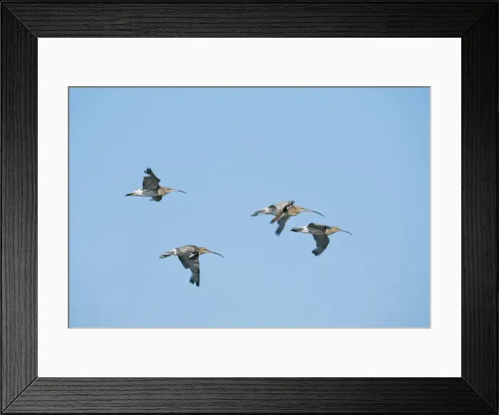 Framed Print : Curlew CK 2689 In flight Numenius arquata © Chris Knights / ARDEA LONDON Framed Print : Curlew CK 2689 In flight Numenius arquata © Chris Knights / ARDEA LONDON
