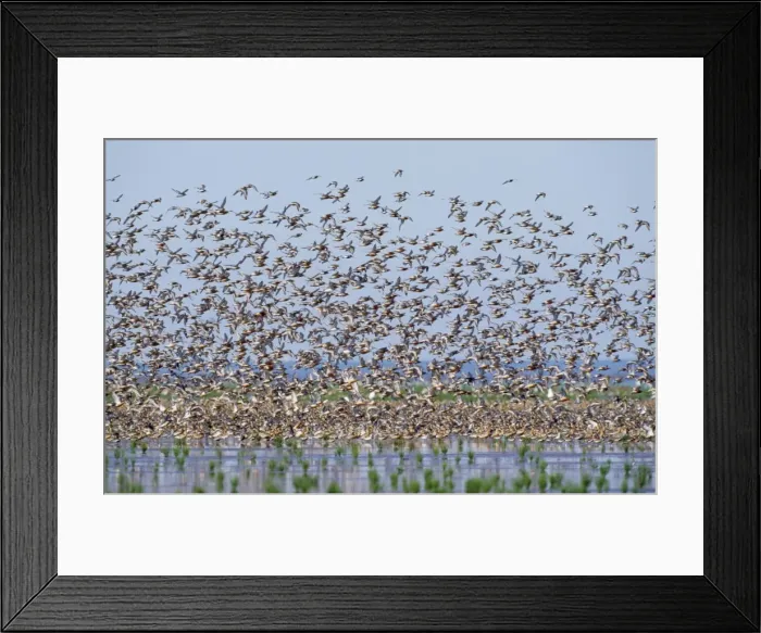 Framed Print : Red Knot - flock in flight Framed Print : Red Knot - flock in flight