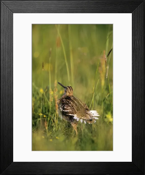 Framed Print : Great Snipe Framed Print : Great Snipe
