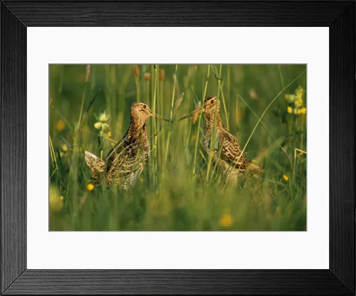 Framed Print : Great Snipe Framed Print : Great Snipe