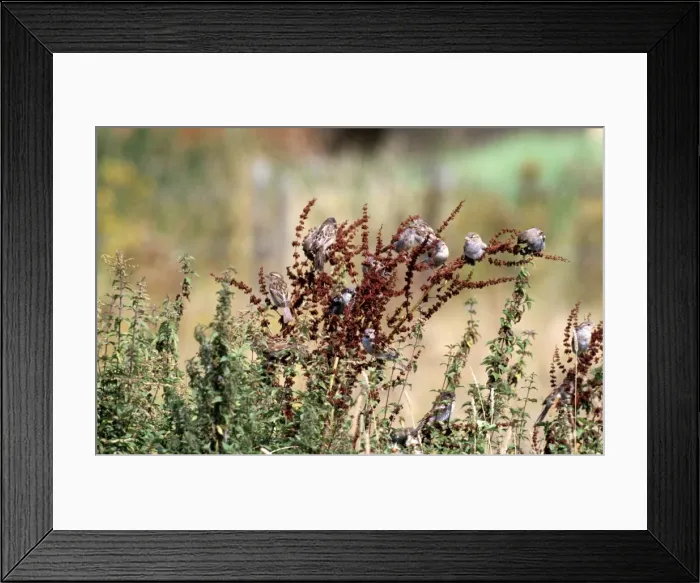 Framed Print : House Sparrows CK 2877 Flock feeding on dock seeds Passer domesticus © Chris Knights  /  ARDEA LONDON