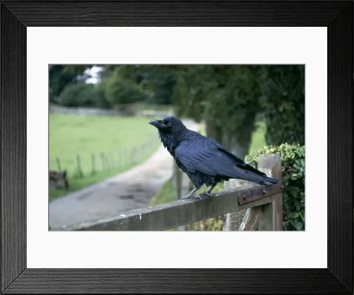 Framed Print : Raven CK-2878 Standing on gate Corvus corax © Chris Knights / ARDEA LONDON Framed Print : Raven CK-2878 Standing on gate Corvus corax © Chris Knights / ARDEA LONDON