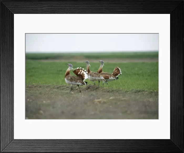 Framed Print : Great Bustard CK 2958 Displaying Otis tarda © Chris Knights / ARDEA LONDON Framed Print : Great Bustard CK 2958 Displaying Otis tarda © Chris Knights / ARDEA LONDON