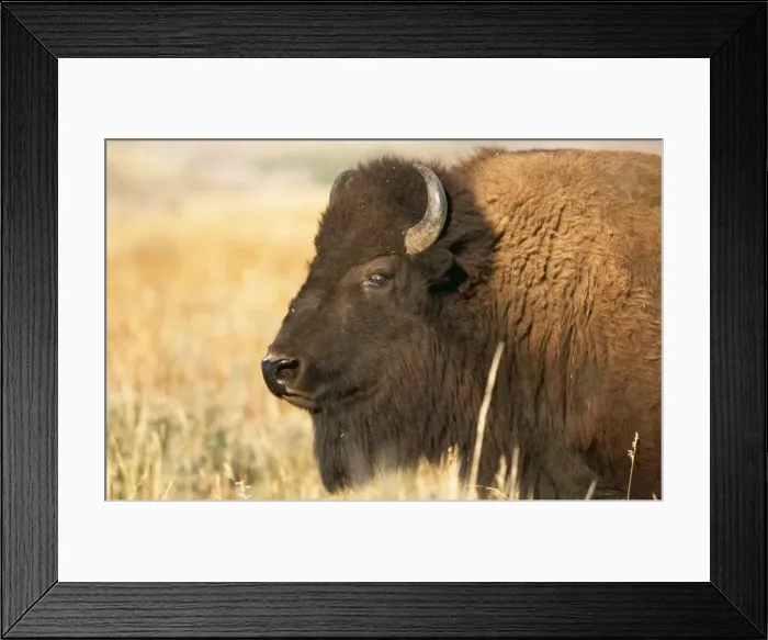 Framed Print : Bison CK 3012 Yellowstone Bubalus bubalis © Chris Knights / ARDEA LONDON Framed Print : Bison CK 3012 Yellowstone Bubalus bubalis © Chris Knights / ARDEA LONDON