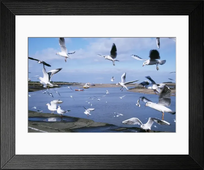 Framed Print : Black Headed Gull CK 3118 Wells next-the-sea Norfolk Larus ridibundus © Chris Knights / ARDEA LONDON Framed Print : Black Headed Gull CK 3118 Wells next-the-sea Norfolk Larus ridibundus © Chris Knights / ARDEA LONDON