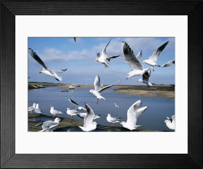 Framed Print : Black Headed Gull CK 3119 Wells-next-the-Sea Norfolk Larus ridibundus © Chris Knights / ARDEA LONDON Framed Print : Black Headed Gull CK 3119 Wells-next-the-Sea Norfolk Larus ridibundus © Chris Knights / ARDEA LONDON