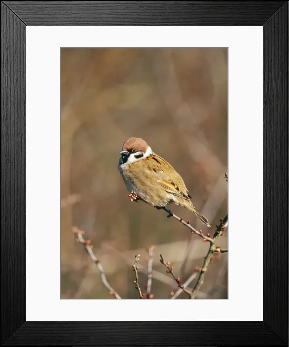 Framed Print : Tree Sparrow CK 3140 Passer montanus © Chris Knights / ARDEA LONDON Framed Print : Tree Sparrow CK 3140 Passer montanus © Chris Knights / ARDEA LONDON