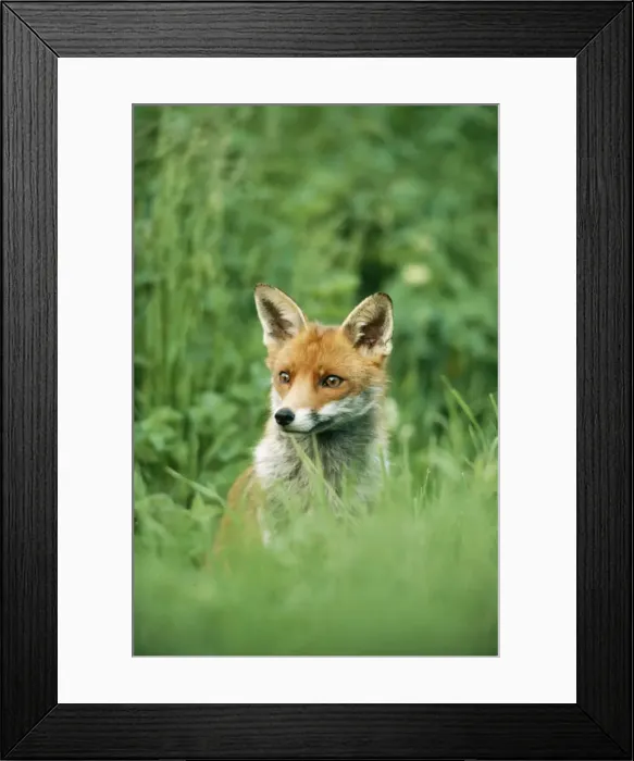 Framed Print : Red Fox CK 3188 Vulpes vulpes © Chris Knights / ARDEA LONDON Framed Print : Red Fox CK 3188 Vulpes vulpes © Chris Knights / ARDEA LONDON