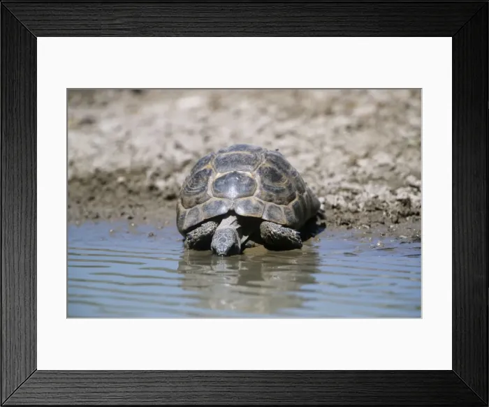 Framed Print : Spur-thighed Tortoise Framed Print : Spur-thighed Tortoise