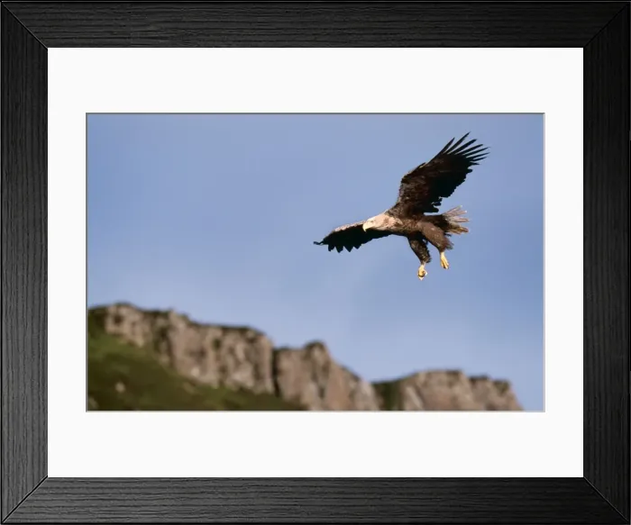 Framed Print : White tailed sea Eagle CK 3457 Haliaeetus ailbicilla - In Flight, North West Scotland © Chris Knight ARDEA LONDON Framed Print : White tailed sea Eagle CK 3457 Haliaeetus ailbicilla - In Flight, North West Scotland © Chris Knight ARDEA LONDON