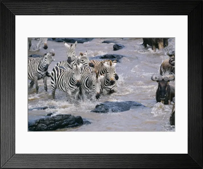 Framed Print : Zebra CK 3668 In Mara river, Masai Mara National Park, kenya Africa. Equus quagga © Chris Knights / ARDEA LONDON Framed Print : Zebra CK 3668 In Mara river, Masai Mara National Park, kenya Africa. Equus quagga © Chris Knights / ARDEA LONDON