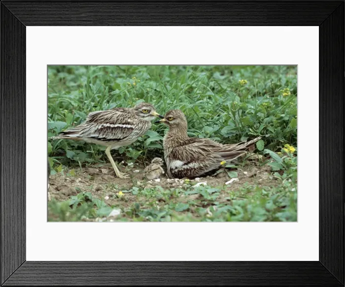 Framed Print : Stone Curlew pair & chick CK 3805 © Chris Knights ARDEA LONDON Framed Print : Stone Curlew pair & chick CK 3805 © Chris Knights ARDEA LONDON